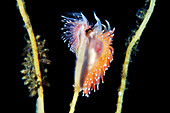Coryphella nudibranchs
