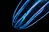 Bolinopsis comb jelly,close-up