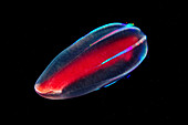 Beroe comb jelly