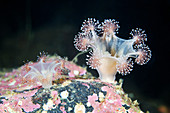 Lucernaria stalked jellyfish