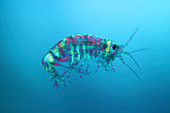 Amphipod crustacean,light micrograph