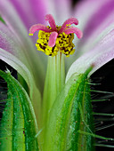 Herb robert flower reproductive parts,macrophotograph