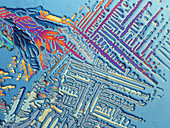 Ammonium nitrate crystals,light micrograph