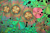 Vitamin B3 crystals,light micrograph