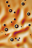 Bubbles in sucrose and zinc sulphate,light micrograph