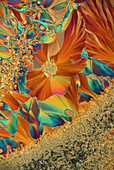 Dopamine crystals,light micrograph