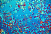 Alanine and glutamine crystals,light micrograph