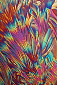 Alanine and glutamine crystals,light micrograph