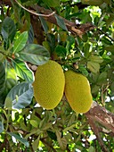 Jackfruit tree (Artocarpus heterophyllus)