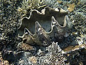 Giant clam shell