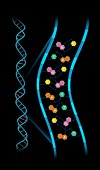 Base-pair structure of DNA,illustration