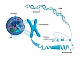 Cellular packaging of DNA,illustration