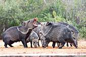 Collared peccaries