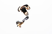 White-tailed hawk and crested caracara in flight