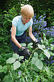Gardener clearing brambles from weedy garden