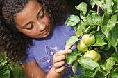 Girl looking at apples on tree