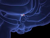 Hypothalamus in the brain,illustration