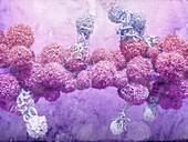 T cells attacking cancer cells,illustration