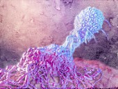 T-cell attacking cancer cell,illustration