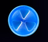 Diatom frustule,SEM