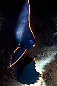 Pinnate batfish,Indonesia