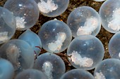 Cuttlefish eggs,Indonesia