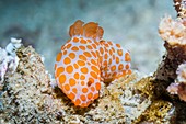 Gymnodoris nudibranch on a reef,Indonesia