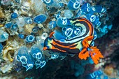 Nudibranch feeding on tunicate,Indonesia