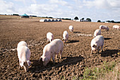 Pigs foraging for food