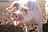 Happy pig