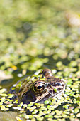 Common frog covered in duckweed