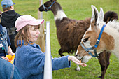 Young woman with learning disabilities feeding llamas