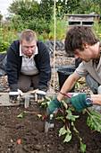 Man with learning disability planting on allotment