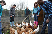 Feeding rescued battery chickens on an allotment