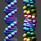 B-DNA and Z-DNA molecules,illustration