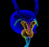 Prostate needle biopsy,illustration