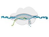 DNA transcription,illustration