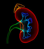 Kidney and adrenal gland,illustration