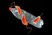 Plastic-degrading bacteria,illustration