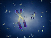 Chromosomes,illustration