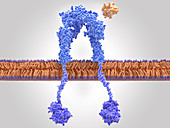 Inactive insulin receptor,illustration