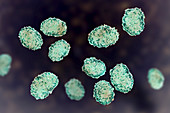 Stachybotrys chartarum toxic mould spores,illustration