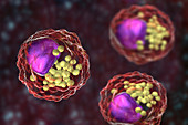 Macrophage foam cell,illustration