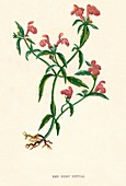 Red Hemp Nettle, c1891, (1891)