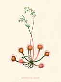 Round-Leaved Sundew, c1891, (1891)