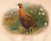 Red Grouse (Lagopus scoticus), 1900, (1900)