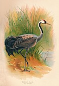 Common Crane (Grus cinerea), 1900, (1900)
