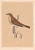 Nightingale, (Luscinia megarhynchos), c1850, (1856)