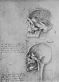 Anatomical Drawings of Two Skulls in Profile, c1480