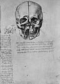 Drawing of Two Halves of a Skull, c1480 (1945)